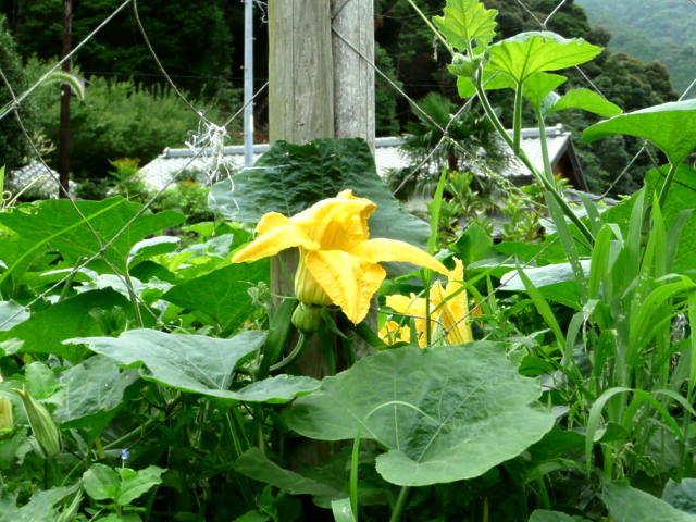 カボチャの花